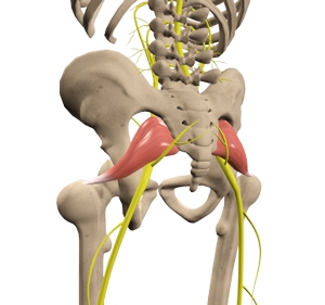 anatomie du muscle piriforme